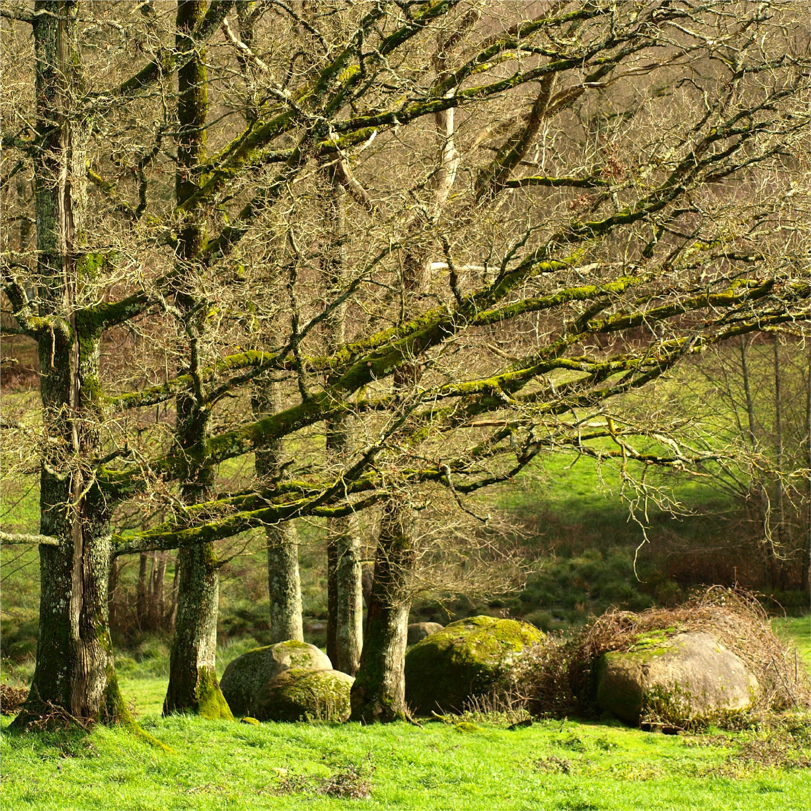bosco_cilentolandscape